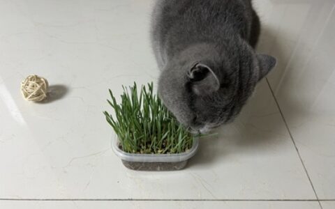 如何种植猫草