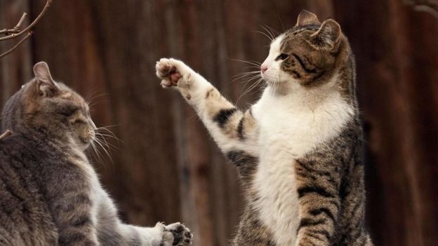 猫奴们看过来！关于猫咪，你可能不知道的16个事实