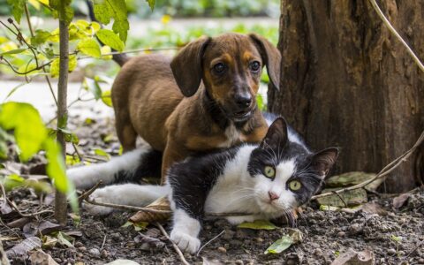 猫狗同居共养要点及禁忌注意！