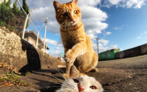 孔盖冒出一颗猫头！逗趣「猫洞」系列摄影，卡住被围观的猫咪表情超厌世！