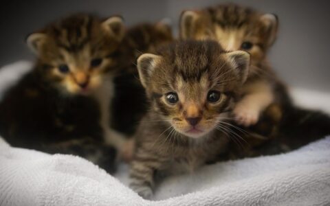 新生猫咪各阶段照顾及注意