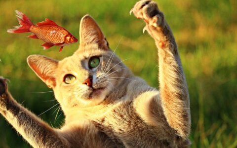 猫咪吃鱼学问大喂养要注意！