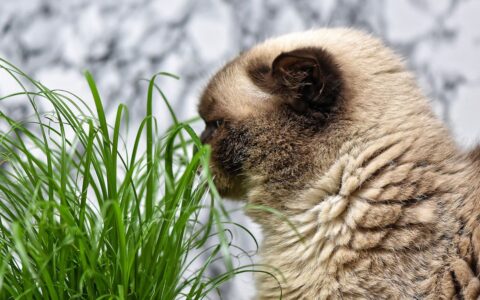 如何防止猫咀嚼室内植物