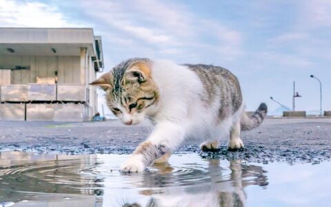 唯美天空之镜！摄影师拍下「雨后猫咪物语」，猫猫和晴空一起映入眼帘！