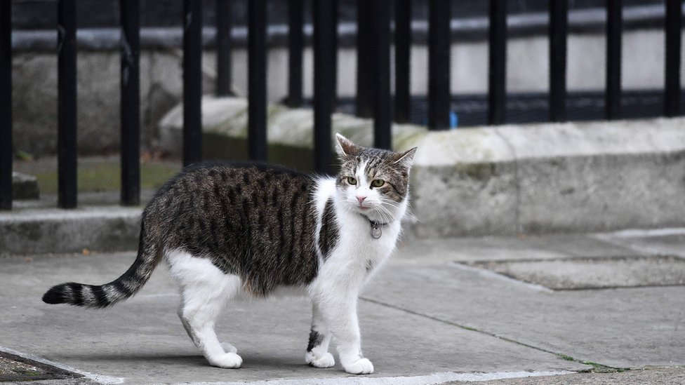 调查发现英国男人更爱养猫还爱养啥？