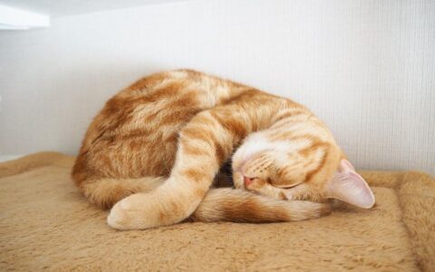 解析6个猫咪睡觉位置的亲密指数，你全解锁了吗？