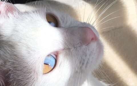 梦幻到不行！拥有宝石般绝美「日出双眸」猫咪，融化：太阳和海洋倒映在眼中！