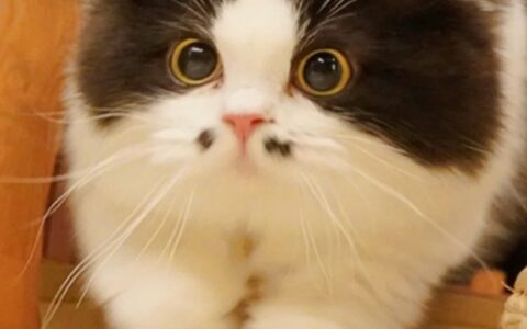 全网最可爱的「八字胡小猫咪」，完全长在萌点上