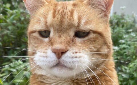 橘猫顶着「厌世臭脸」红遍网络，表情超拟人