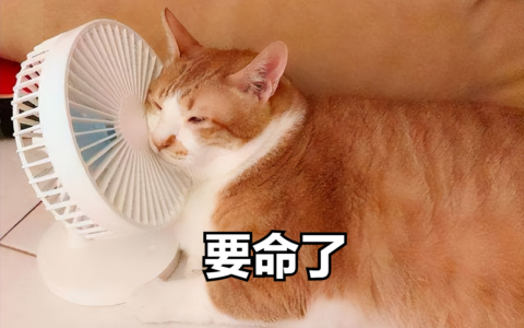 夏天来啦，给猫咪降温的错误方法，你中了几条？