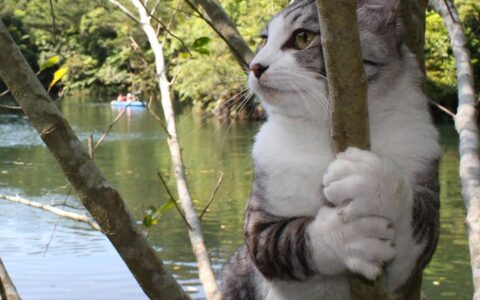 跟着旅游猫咪「喵吉」一起四处旅行吧！