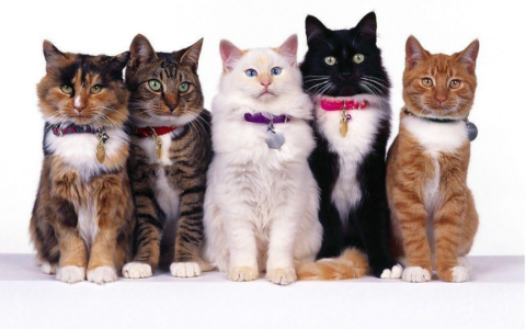 假如免费，以下7种猫咪，你会选择哪个带回家？