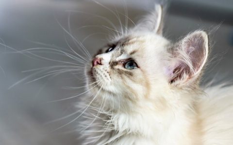 怎么帮猫洗澡，能既快速又简单的培养默契