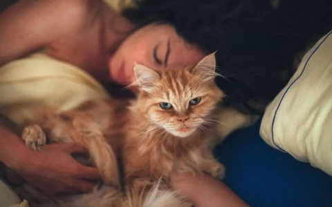 人类之所以喜欢“和猫睡”，是因为有这些原因