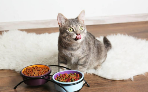 给猫咪喂猫粮就可以高枕无忧？错了，附上改善猫咪饮食的技巧
