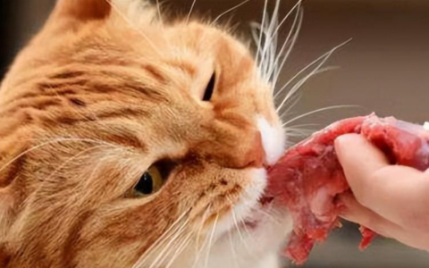 猫咪可以吃生肉吗？会感染寄生虫吗？