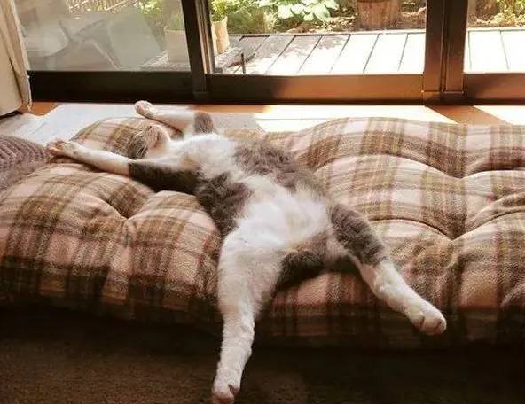 猫爱睡在主人床上的秘密，主人：我再也不撵它走了