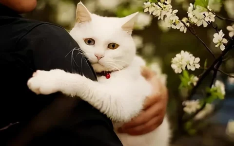 在主人抱起猫咪时，在猫咪眼中，可能代表什么意思呢？