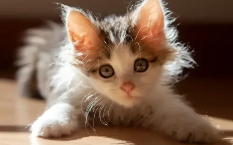 公认“死心眼”的7种猫，一生只跟随一个主人！