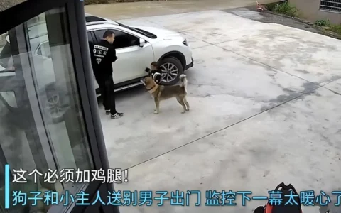 萌娃和狗子送爸爸出门，狗子下意识一个举动：必须得加鸡腿呀