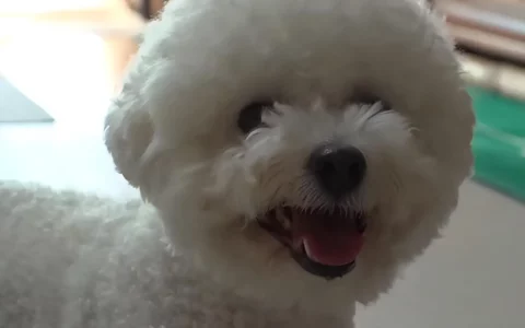 狗狗总是对着厨房大叫，引起狗狗注意的不是厨房，而是楼下的小卡车