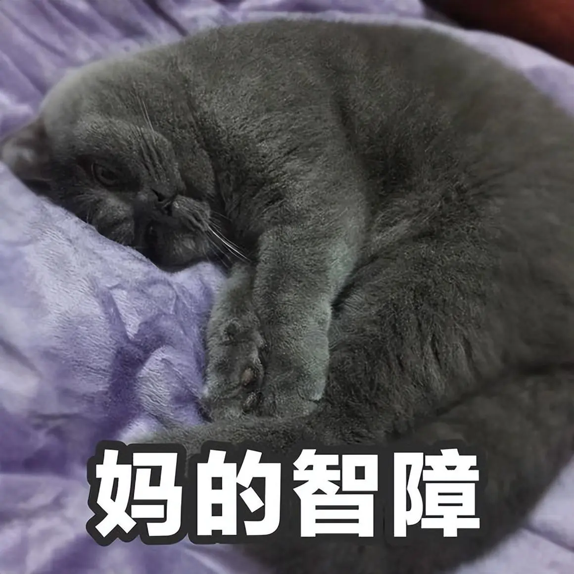 养到一只蠢猫，通常有这些特点，希望你家的没有