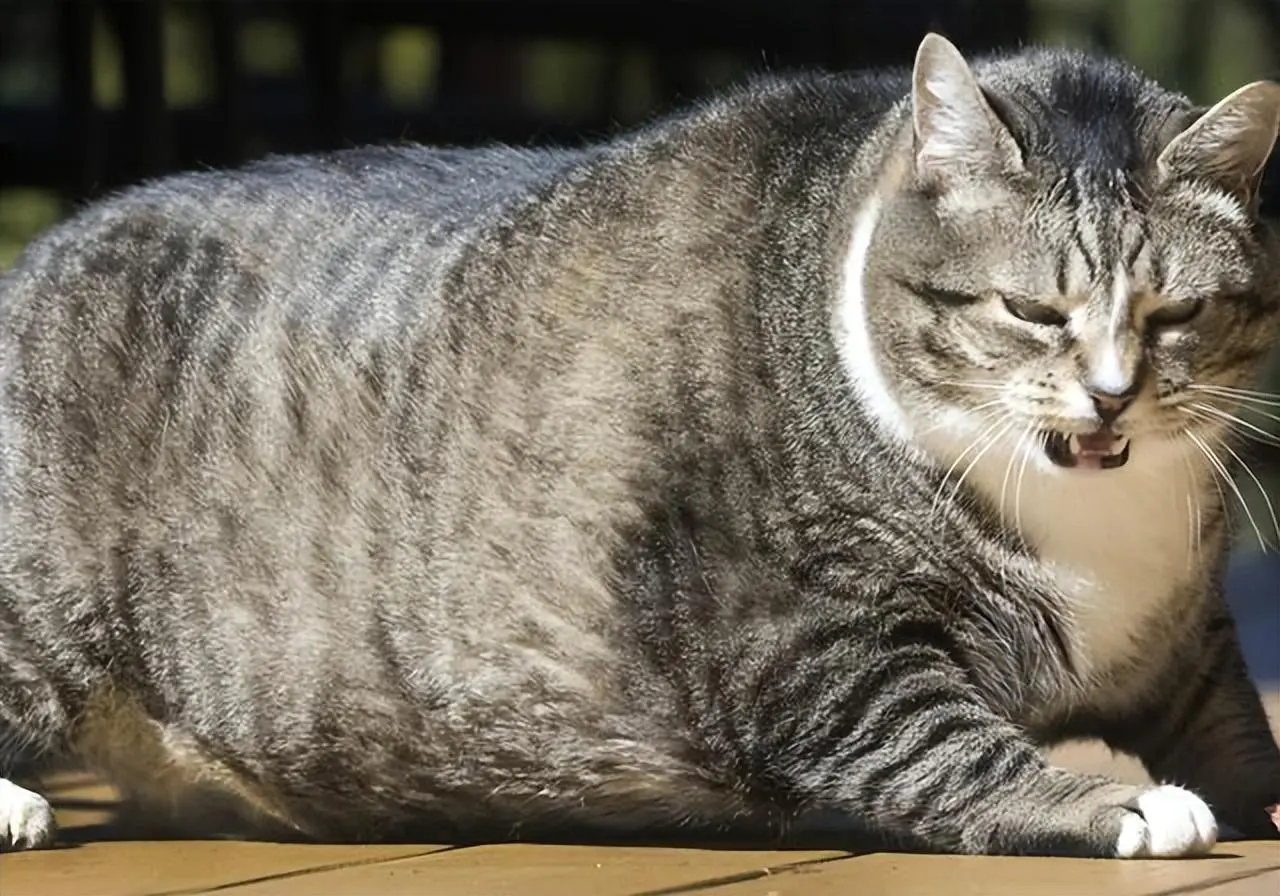 你还敢将无视猫咪的肥胖吗？胖过了要猫命！