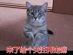 布偶猫为什么会有泪痕？以及处理布偶猫泪痕的方法