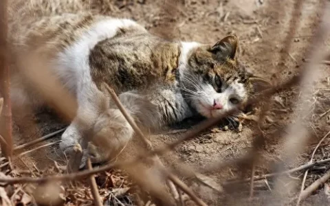 澳洲200万只野猫被判“死刑”——空投有毒的火腿肠