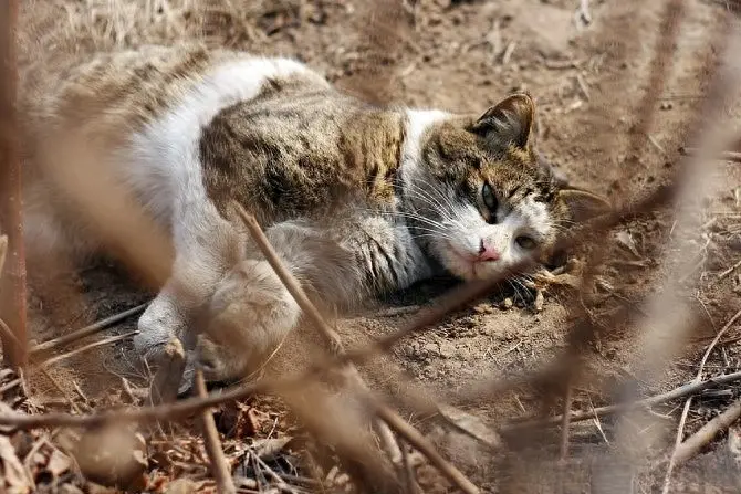 澳洲200万只野猫被判“死刑”——空投有毒的火腿肠