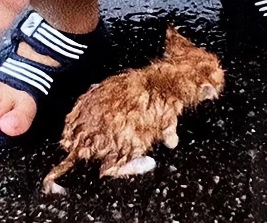 男孩在台风天捡到一只流浪小奶猫，慢慢长成了一只超级漂亮的长毛大橘！