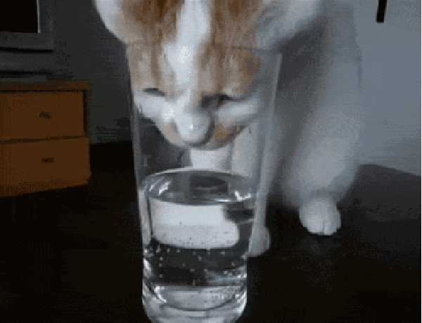 下面这10种“水”，就不要再给猫咪喝了，严重的可能会要了猫命