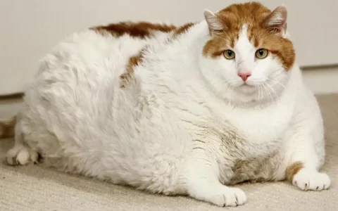 关于猫咪肥胖的几个原因，是怎么胖成“猪”的？