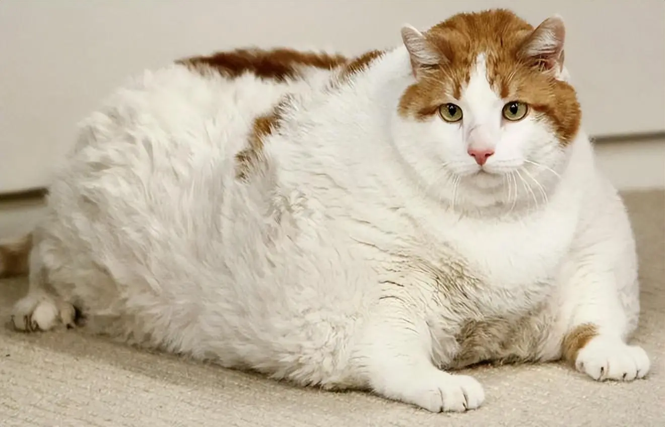 关于猫咪肥胖的几个原因，是怎么胖成“猪”的？