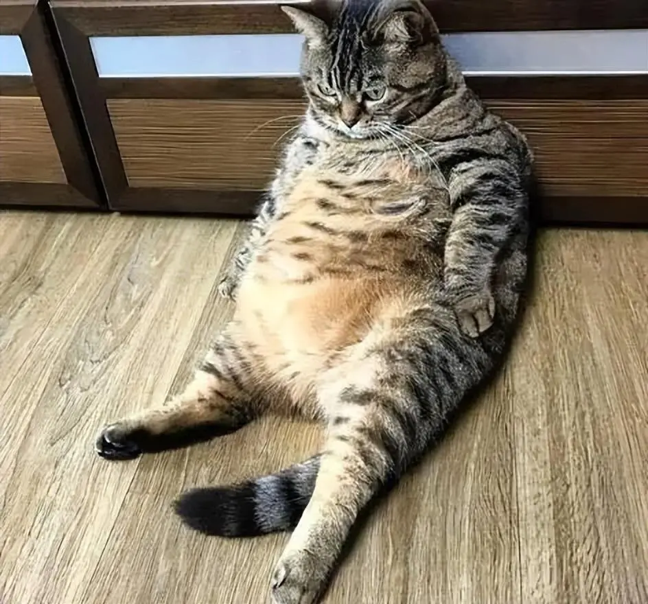 你还敢将无视猫咪的肥胖吗？胖过了要猫命！