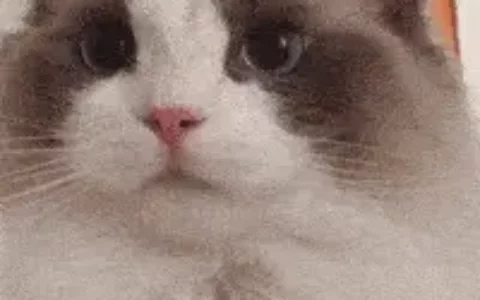 布偶猫为什么会有泪痕？以及处理布偶猫泪痕的方法