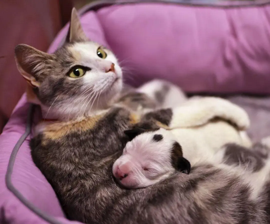 你听说过猫咪会和母亲近亲繁殖吗？那是为什么呢？