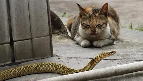 农村的猫为什么喜欢抓蛇？很多时候，蛇只是被猫咪“玩死”