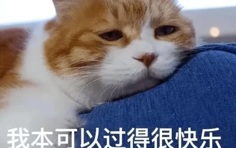 冲动养猫，让我负债累累，养之前一定要考虑清楚！