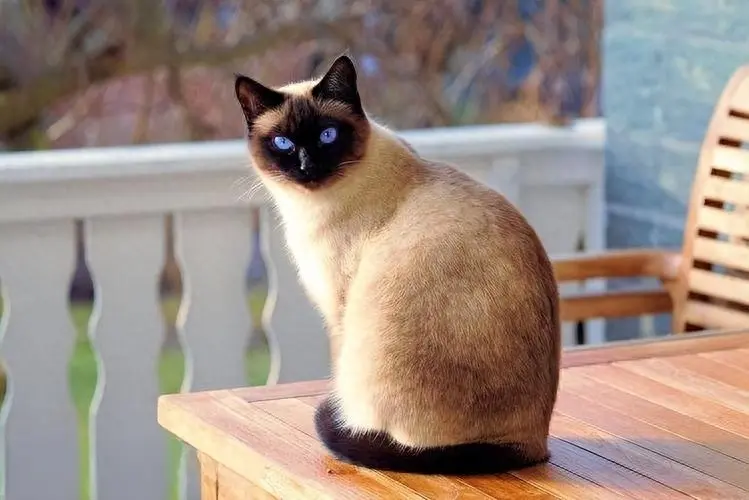 为什么现在越来越多人养暹罗猫？其实都是因为它这7大优点