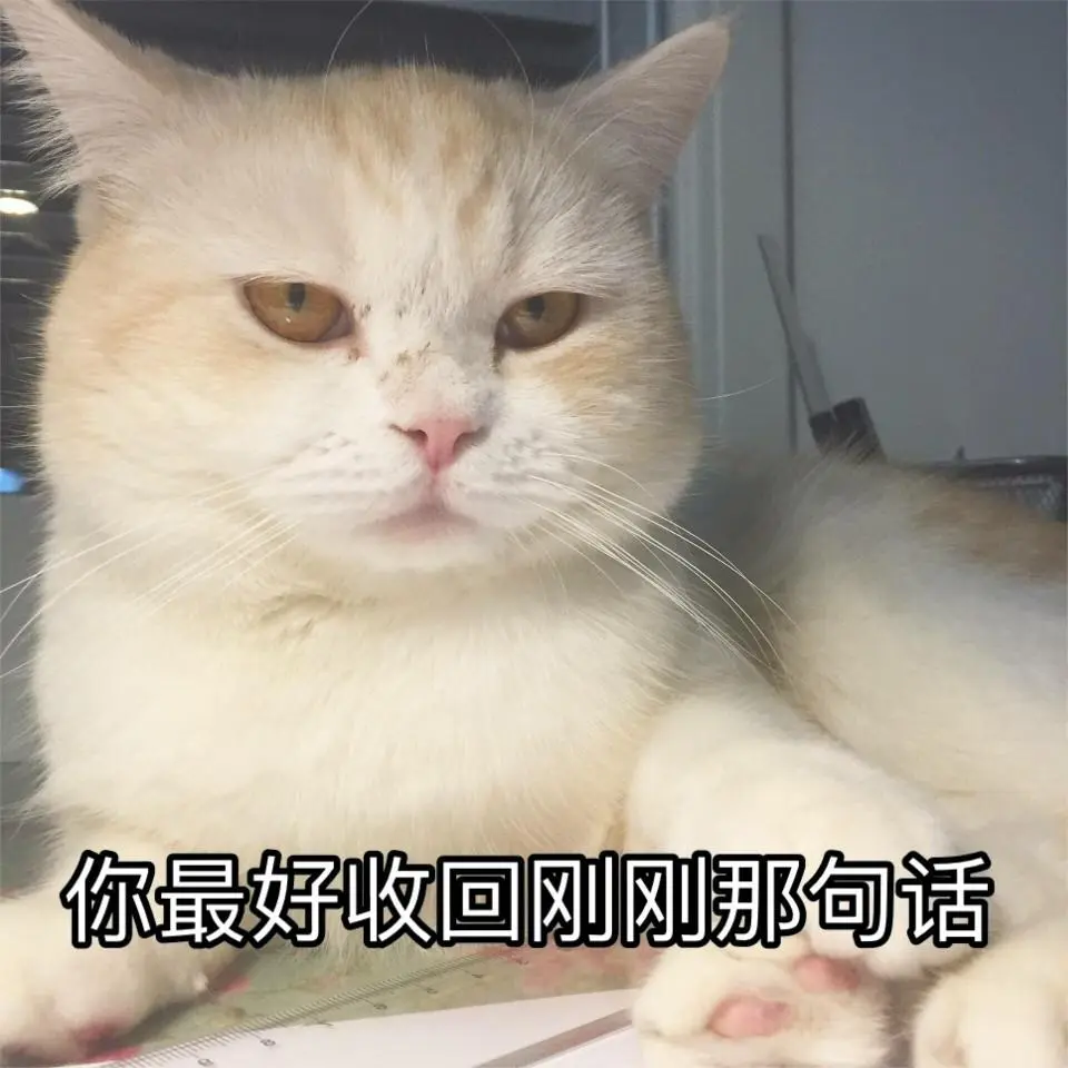 “养不熟”的猫都有这些特征，不管你怎么养，都养不熟~