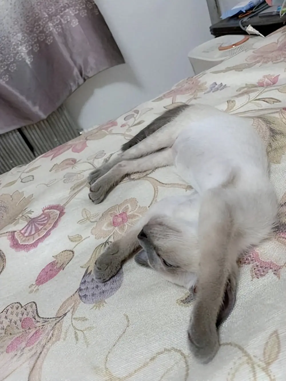 猫咪真的很喜欢上床睡觉，为什么呢？