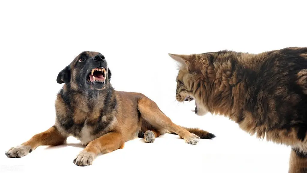 猫为何狗怨恨，狗却猫宠爱？截然相反的态度究竟是怎么回事？