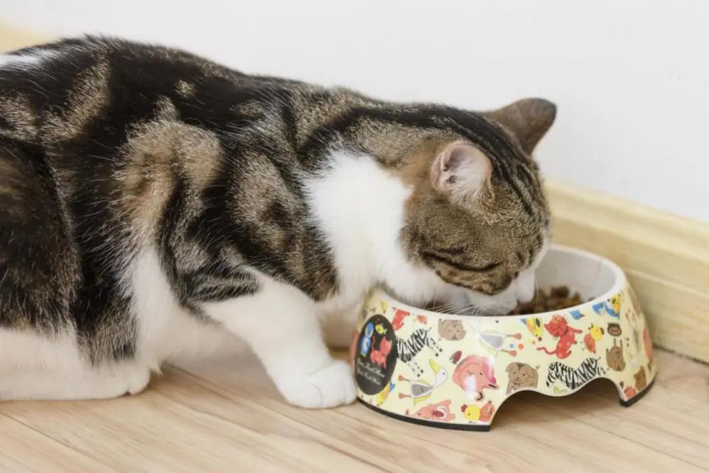 以下是八种食物，可以有助于减轻猫咪泪痕问题