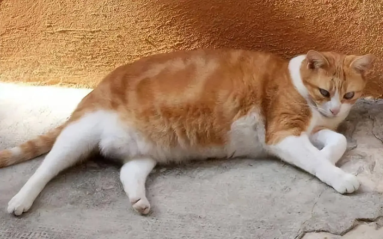 最容易发胖的5种猫，第一名竟然不是大橘！ 【初识猫咪EP15】_哔哩哔哩_bilibili