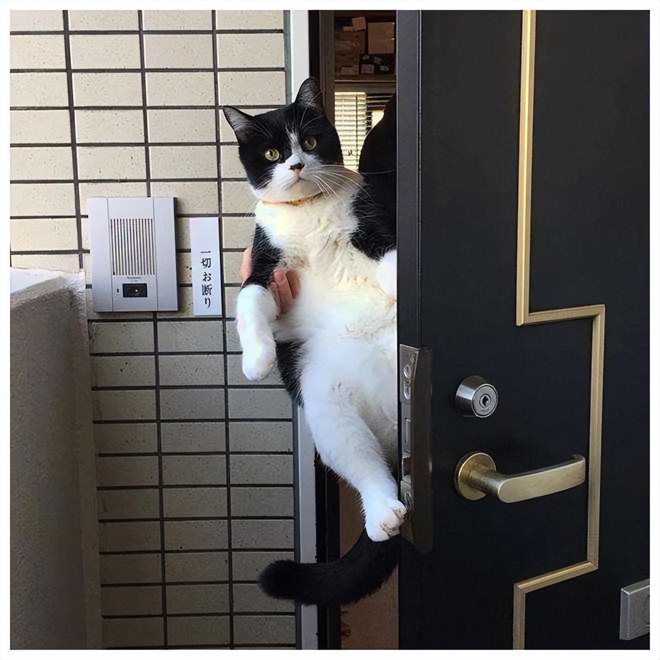 为什么猫咪一开门就往外跑？可能是这几点心理