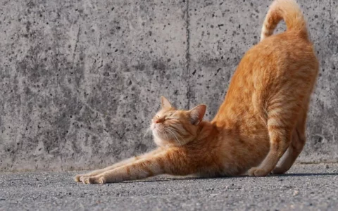 猫咪伸懒腰除了伸展筋骨，还有哪些信号？
