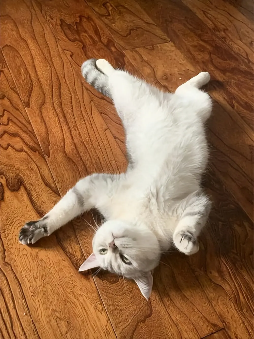 自家的猫有时候，会四脚朝天躺在地上，不是跟你玩，而是在给你信号
